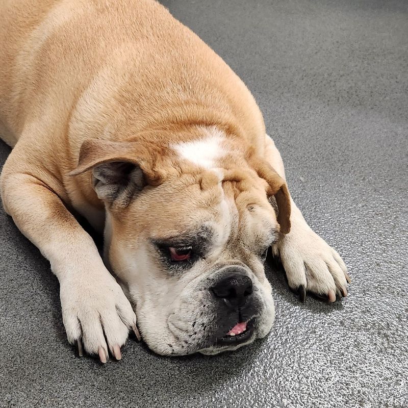 Bulldog