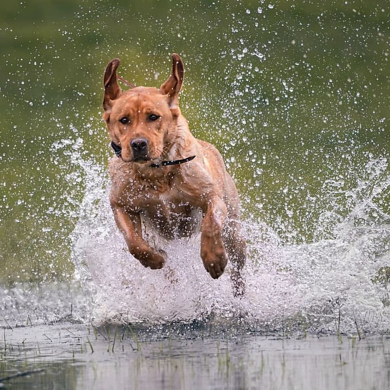 Labrador Retriever