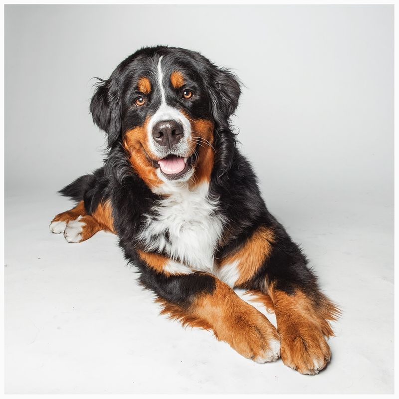 Bernese Mountain Dog