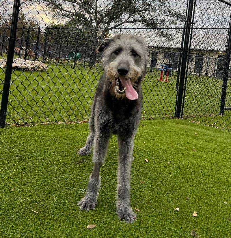 Irish Wolfhound