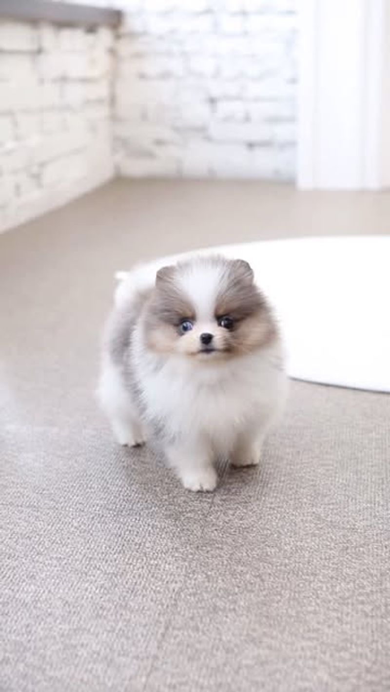 Pomeranian