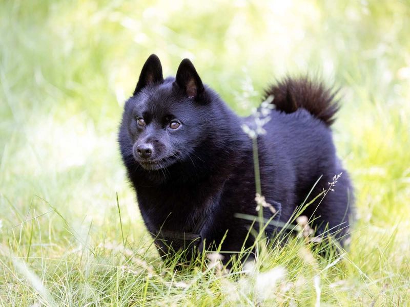 Schipperke