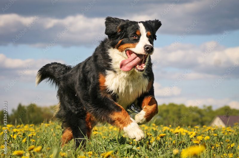 Bernese Mountain Dog