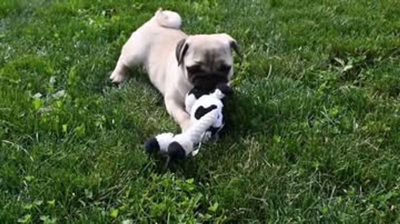 Pug