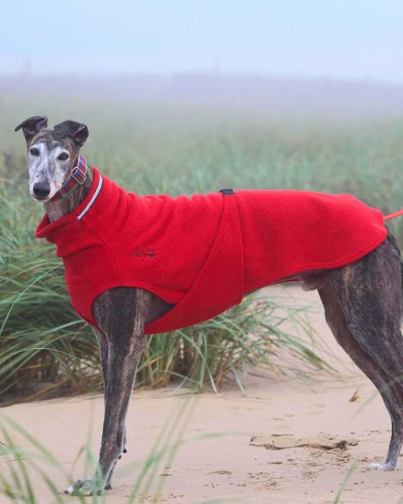 Greyhound