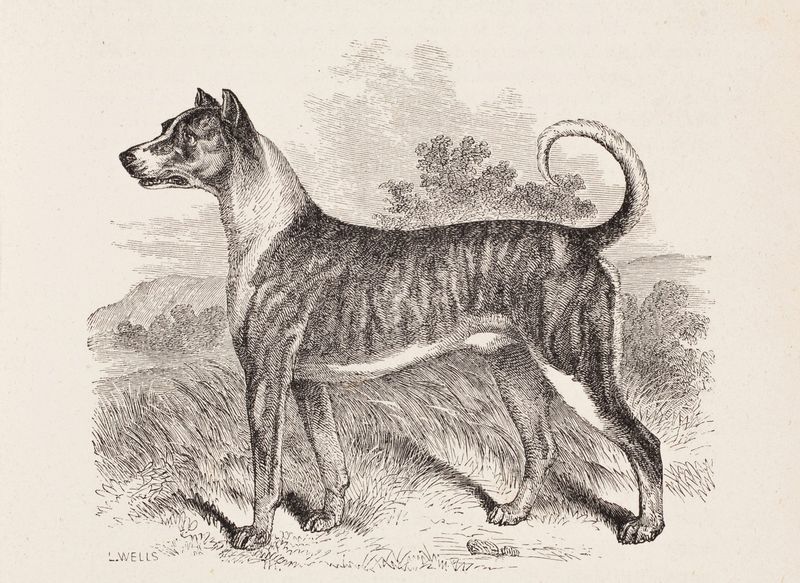 Boarhound