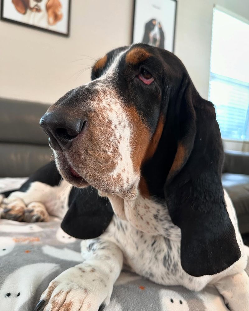 Basset Hound