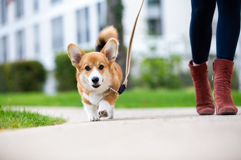 Walk