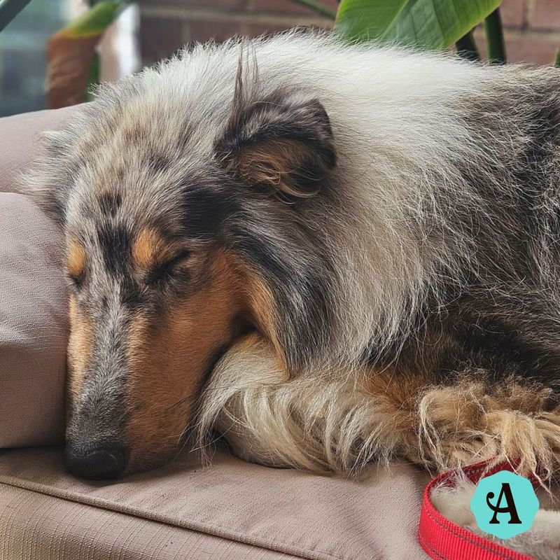 Collie