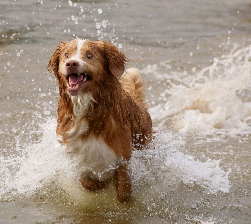 Nova Scotia Duck Tolling Retriever