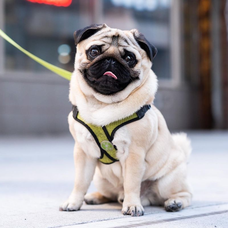 Pug