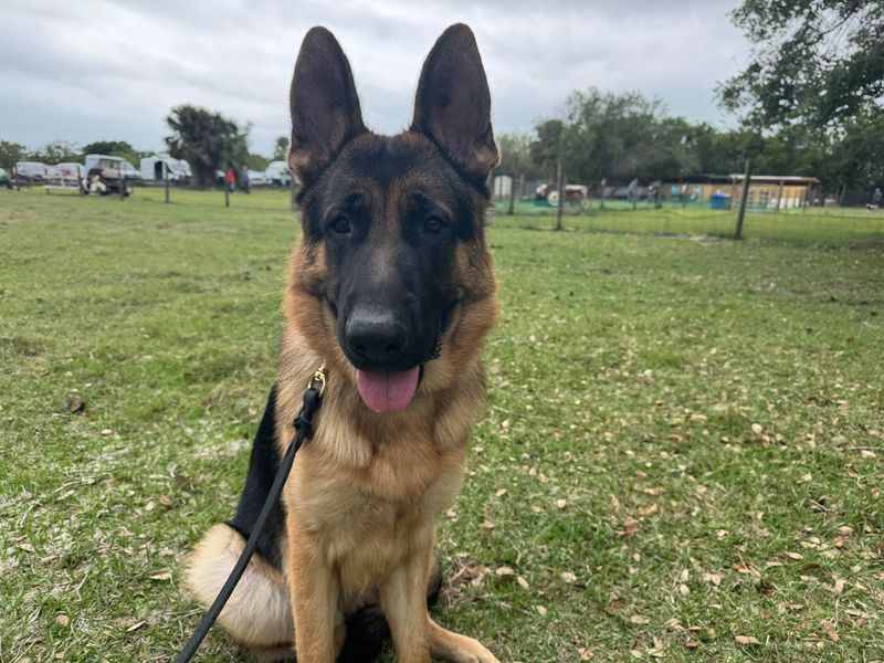 German Shepherd