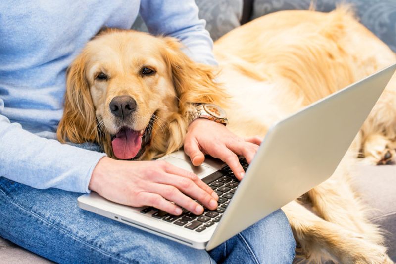 Promote Shelter Dogs Online