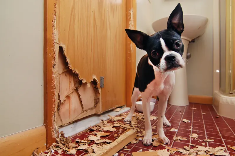 Leaving Dogs Alone for Long Periods
