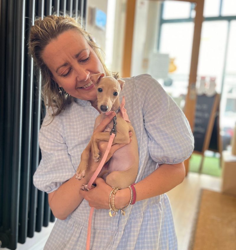 Italian Greyhound