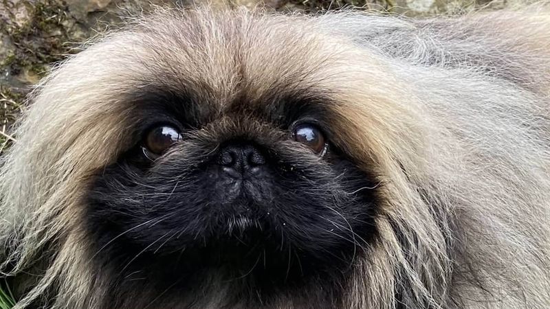 Pekingese