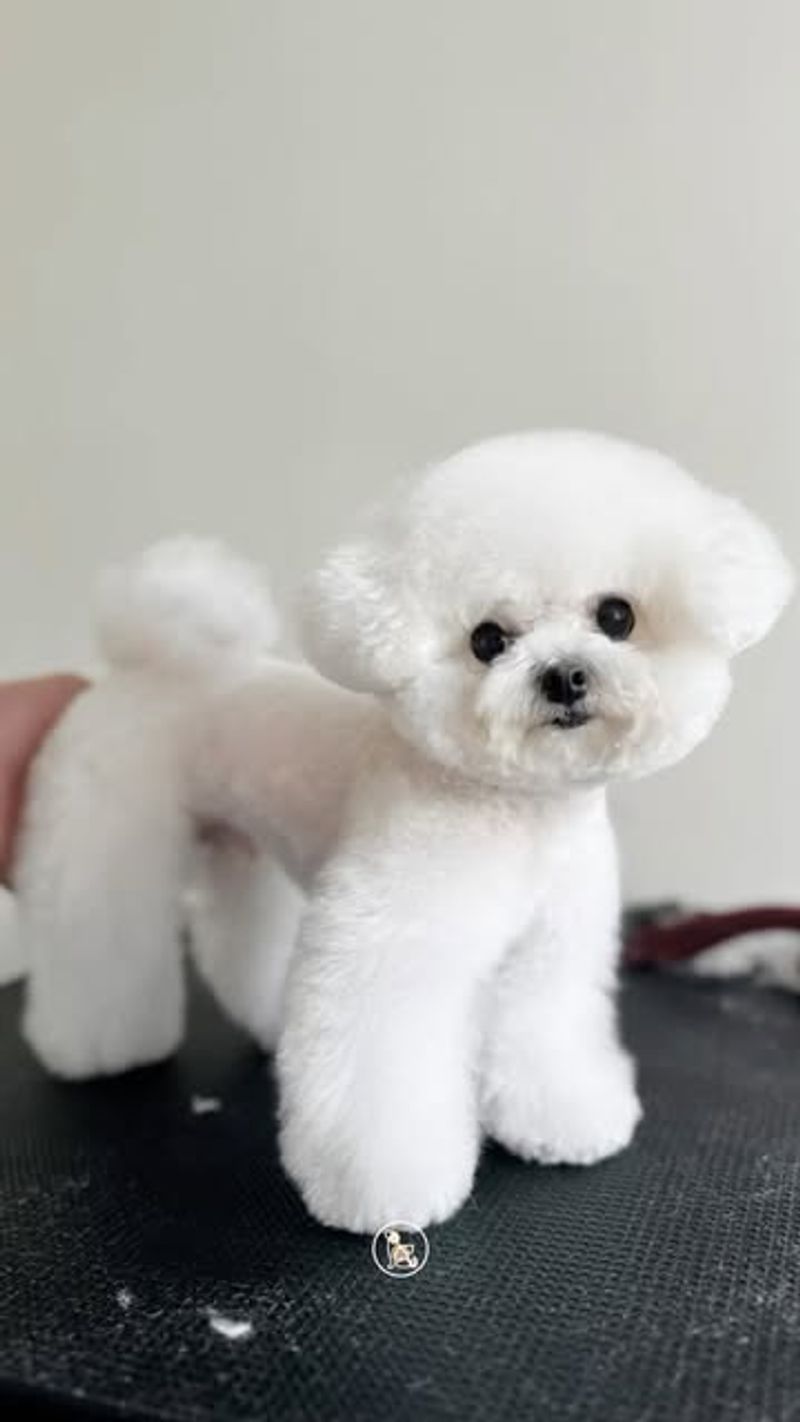 Bichon Frise