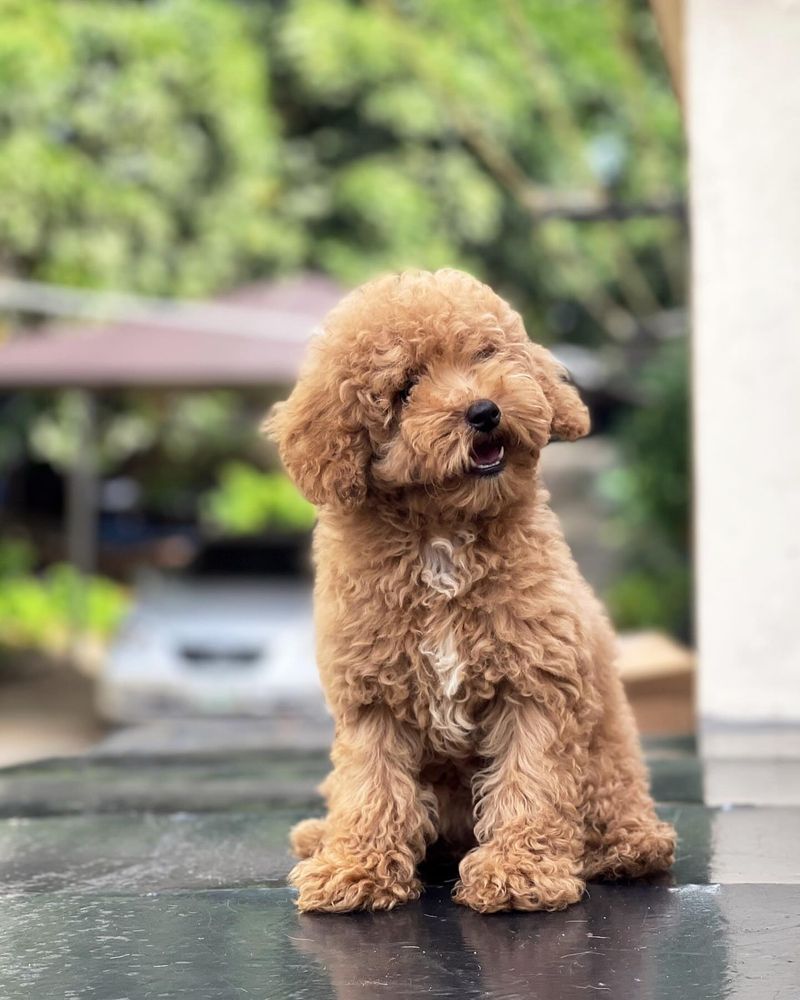 Poodle (Toy and Miniature)