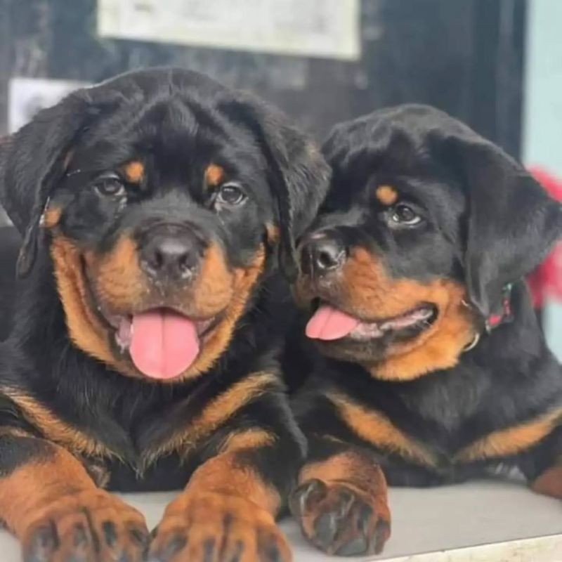 Rottweiler