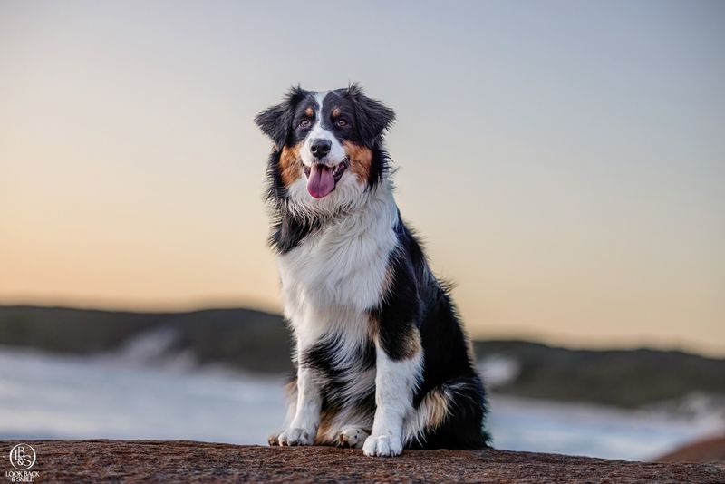 Australian Shepherd