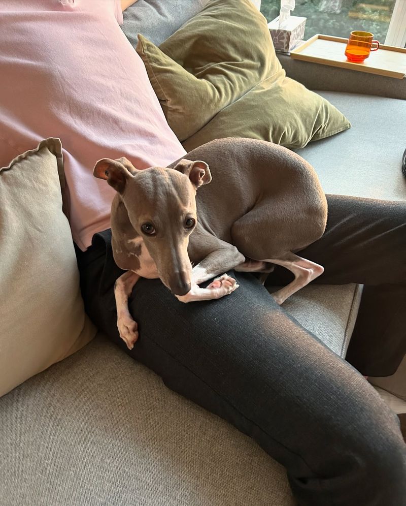 Italian Greyhound