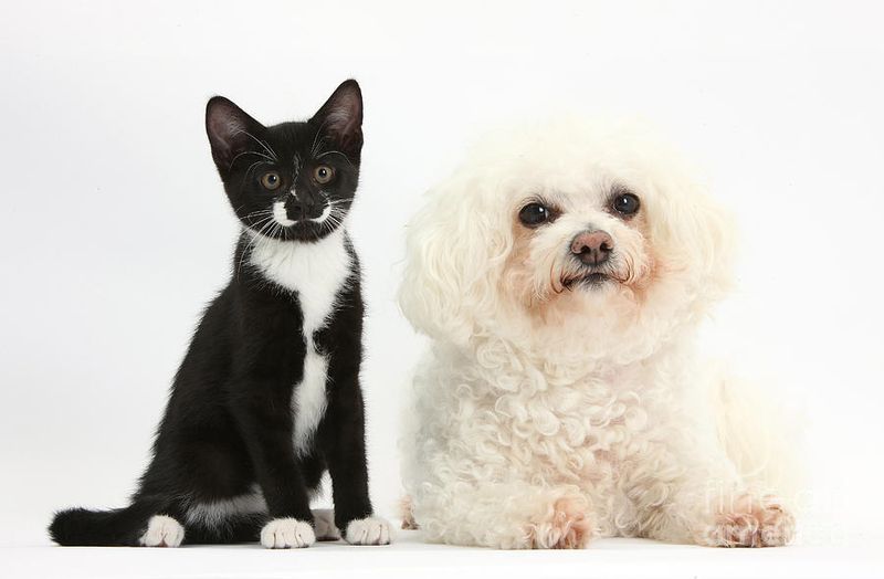 Bichon Frise
