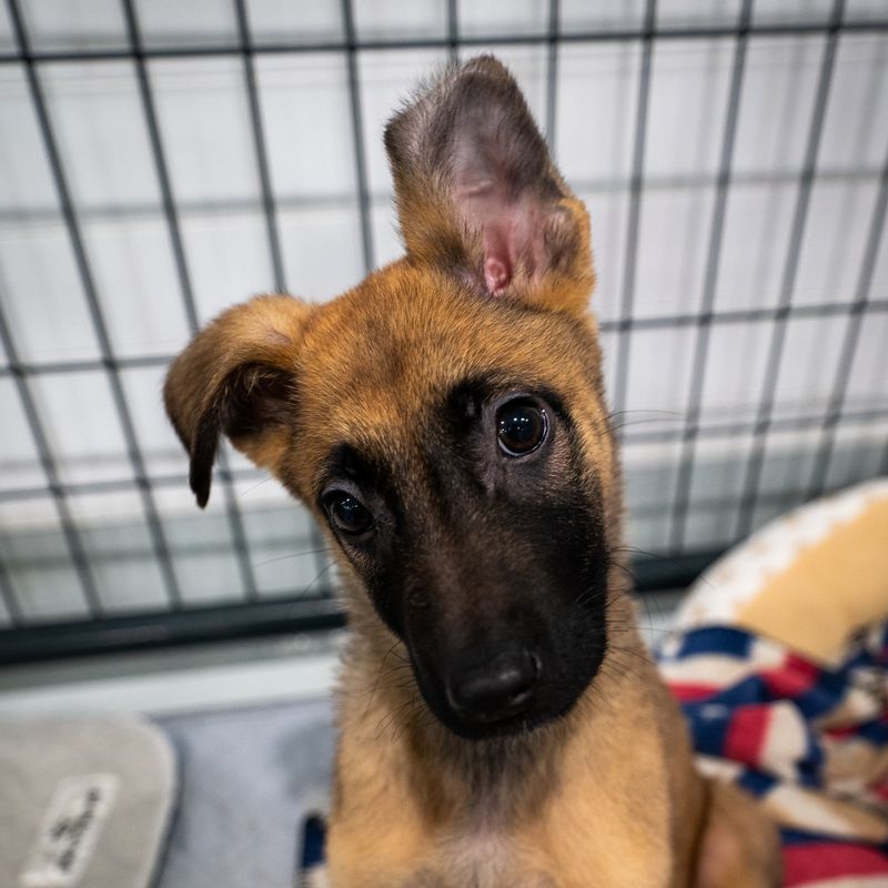 Shy Head Tilt