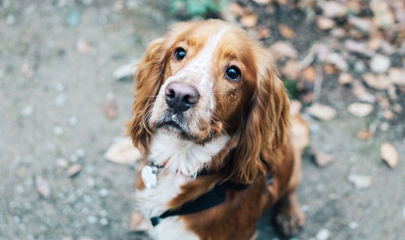 Cocker Spaniel