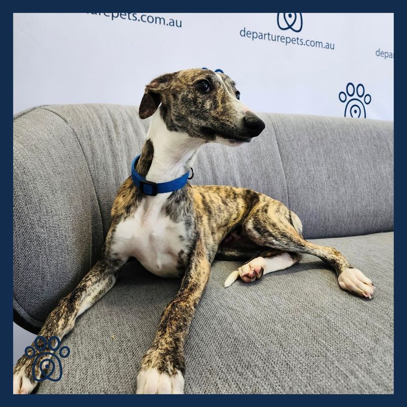 Whippet