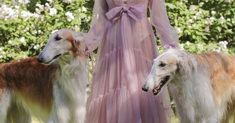 Borzoi