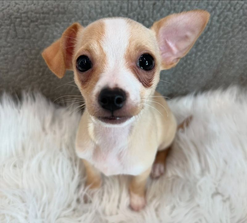 Chihuahua