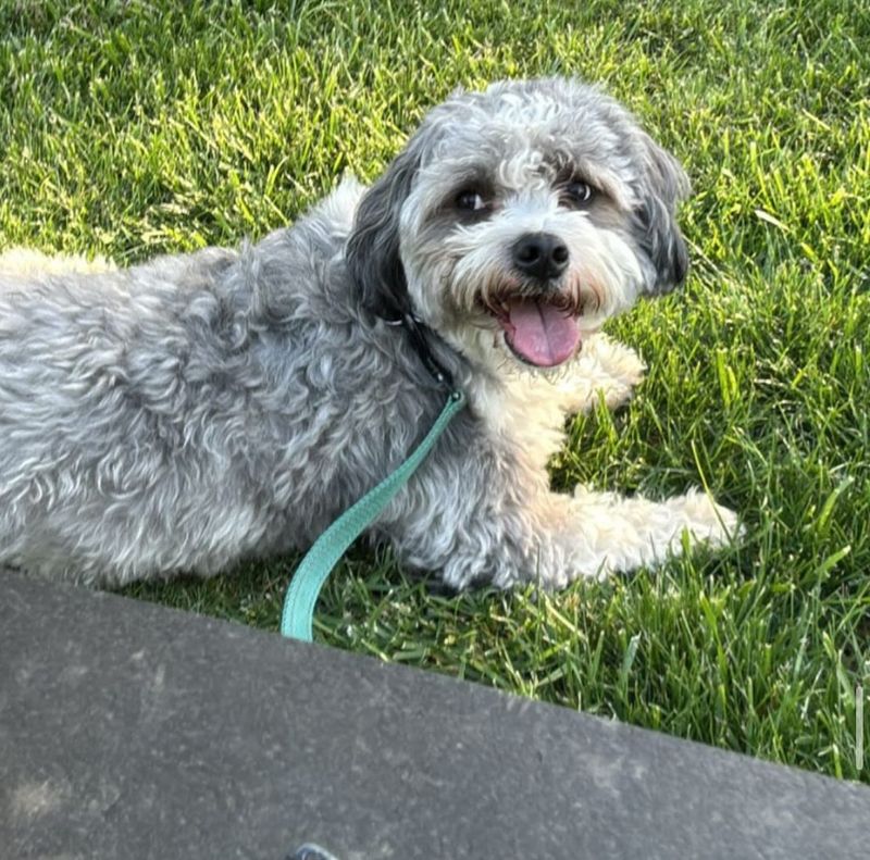 Lhasa Apso