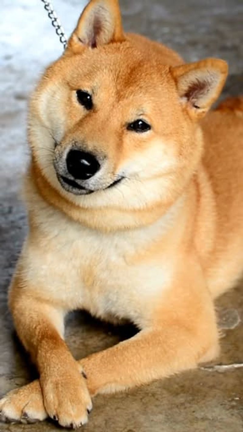 Shiba Inu