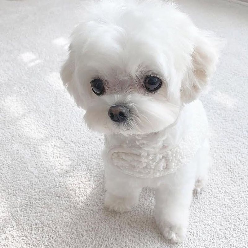 Maltese