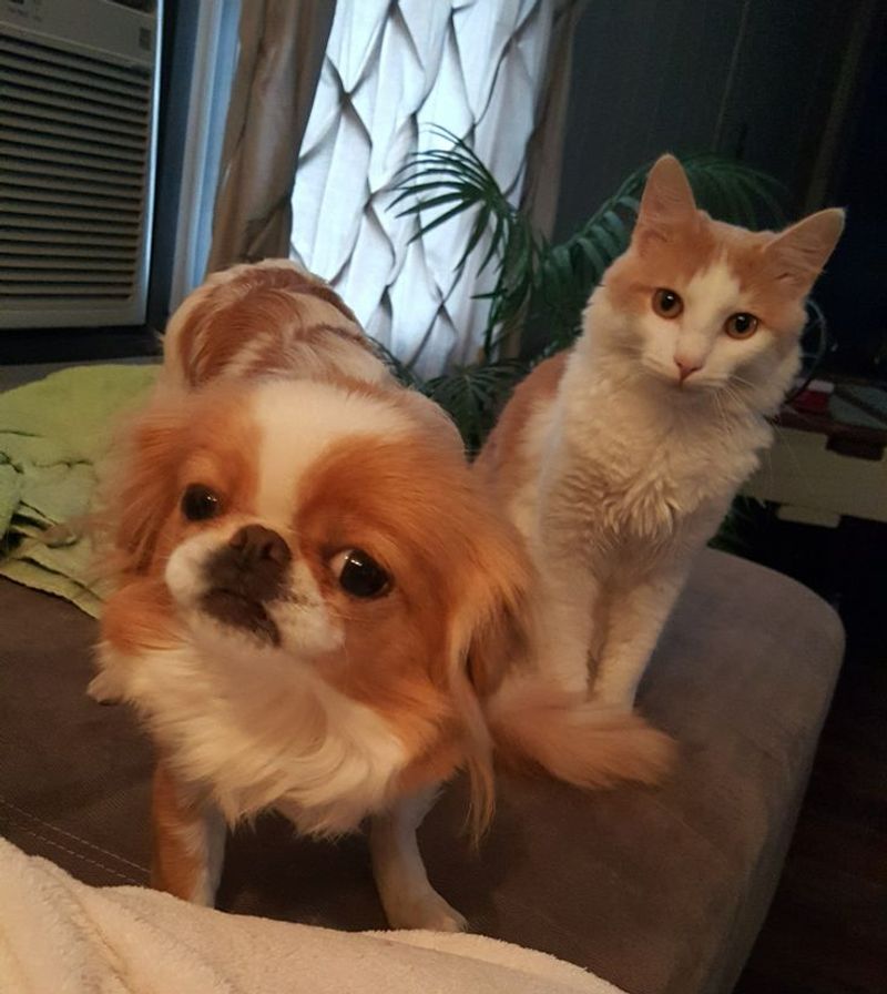 Japanese Chin