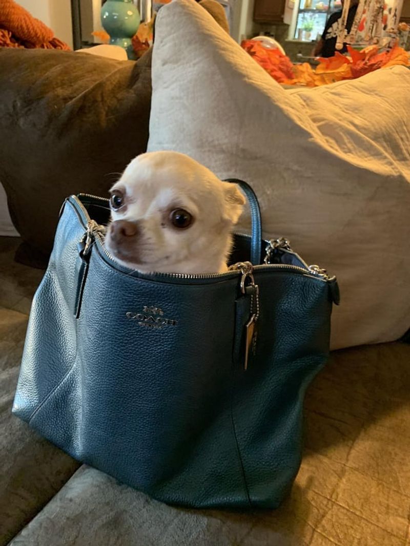 Chihuahua