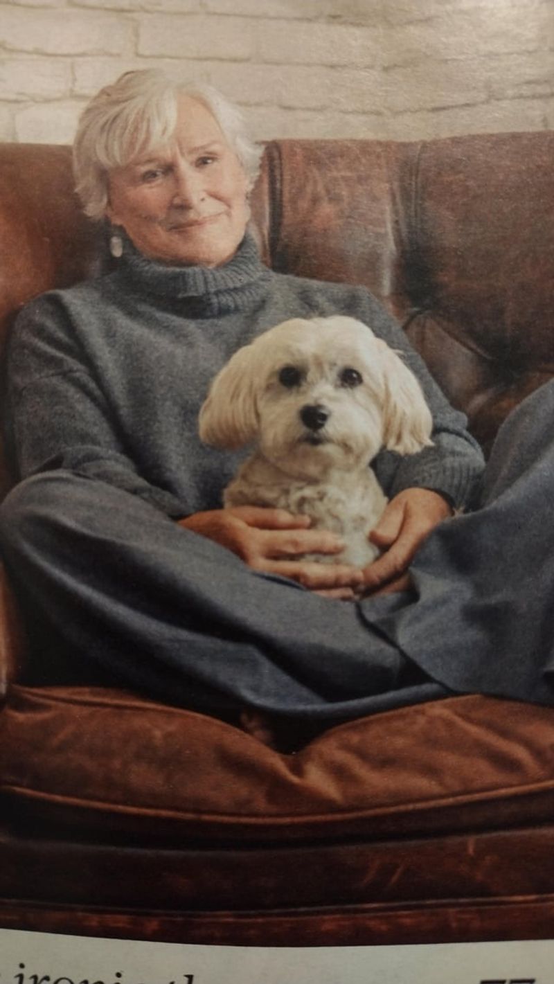 Havanese