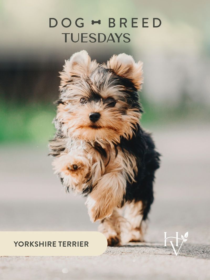 Yorkshire Terrier