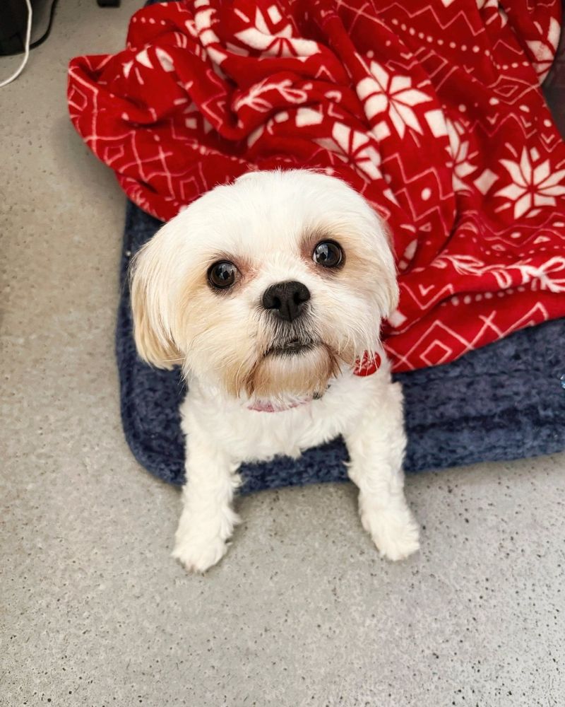 Shih Tzu
