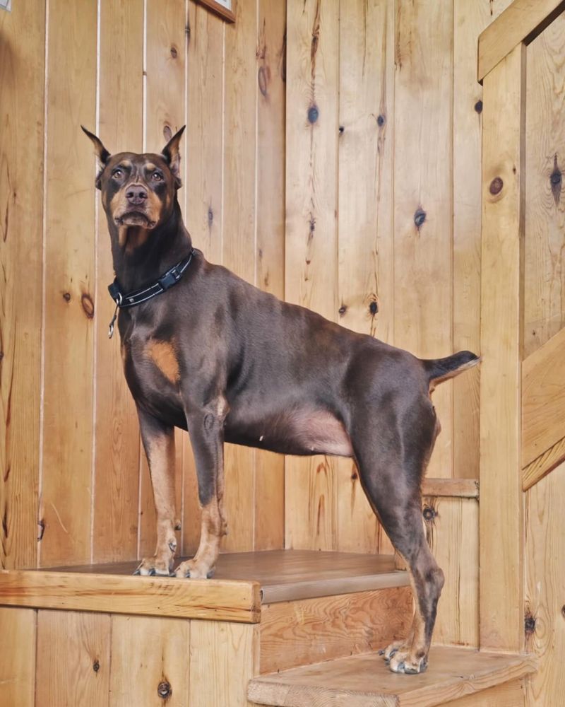 Doberman Pinscher