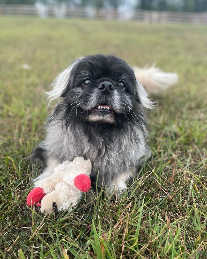 Pekingese