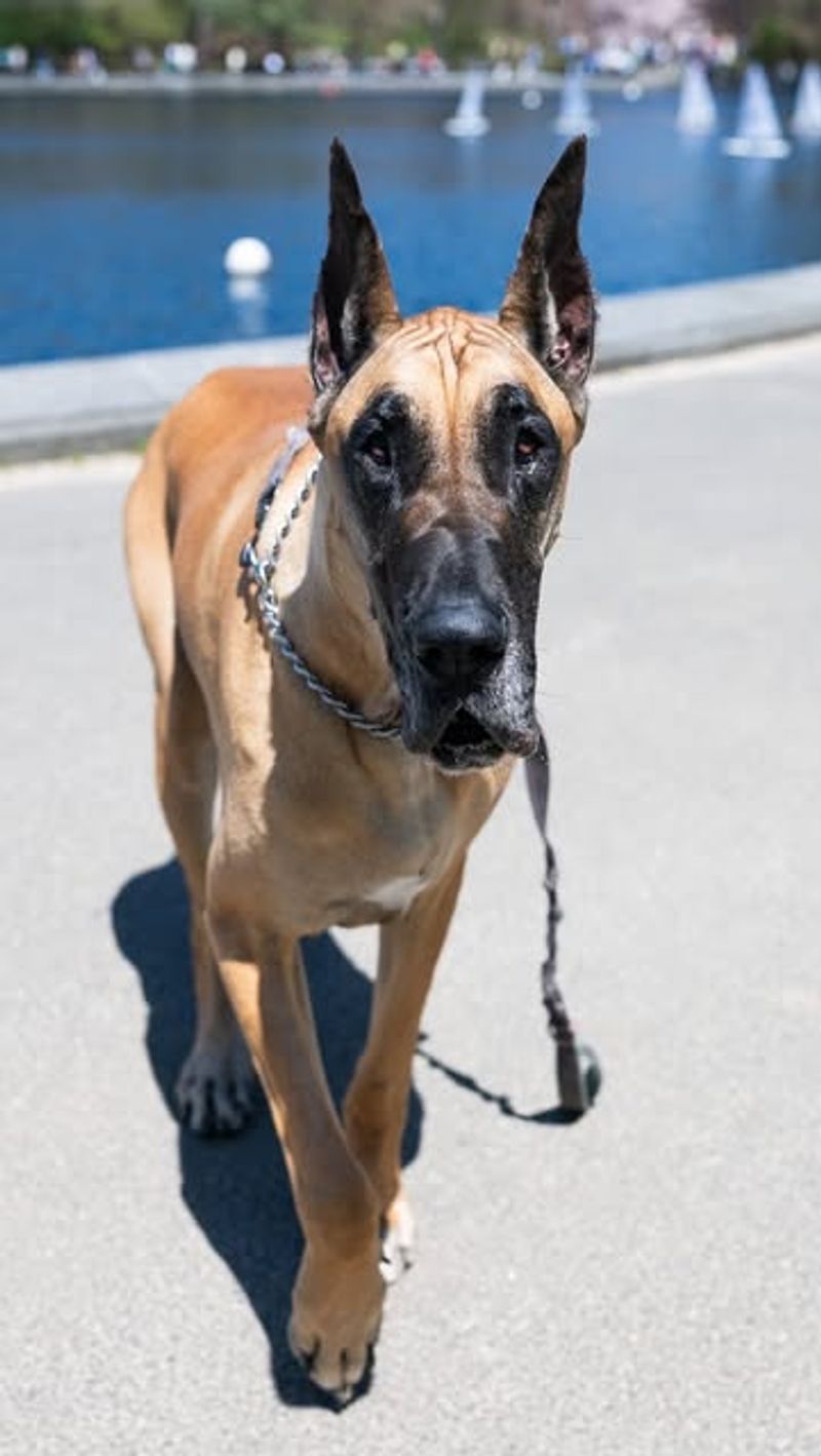 Great Dane