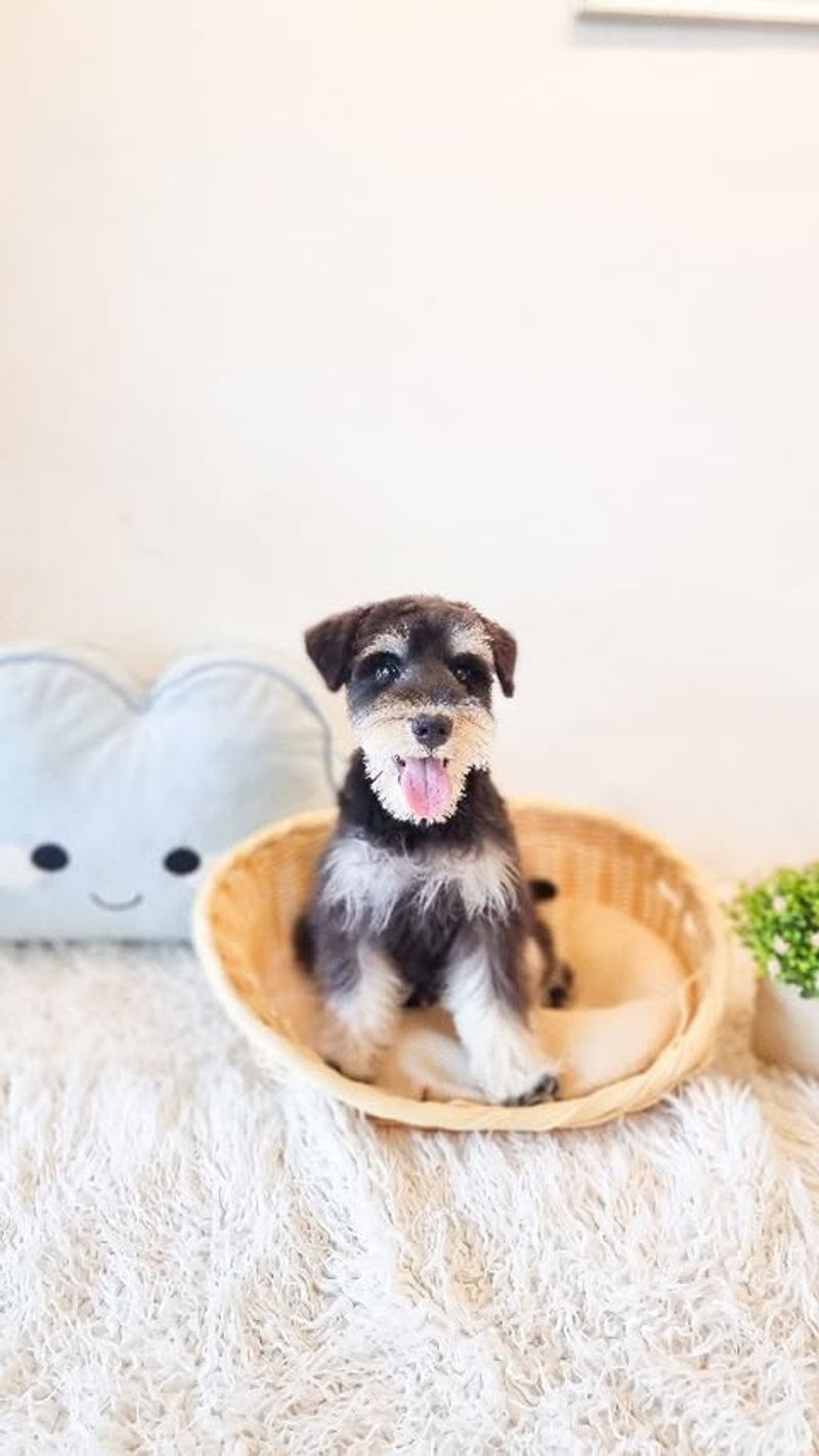 Miniature Schnauzer