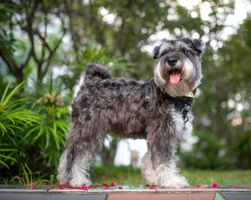 Miniature Schnauzer