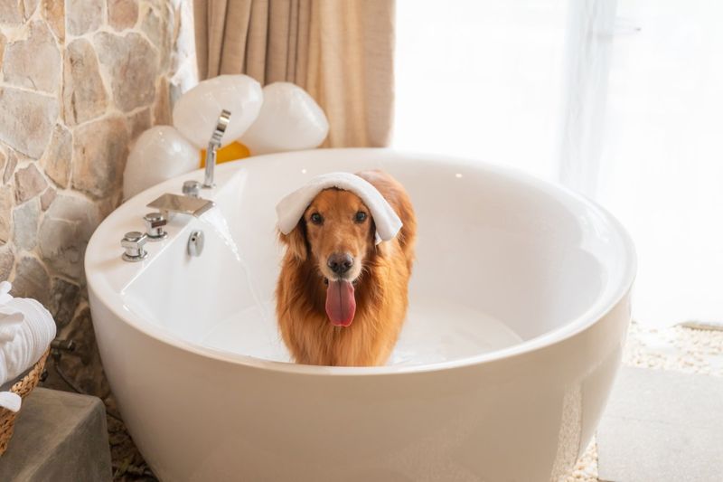 Canine Spa Day