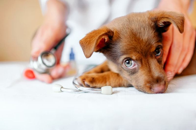 Regular De-worming