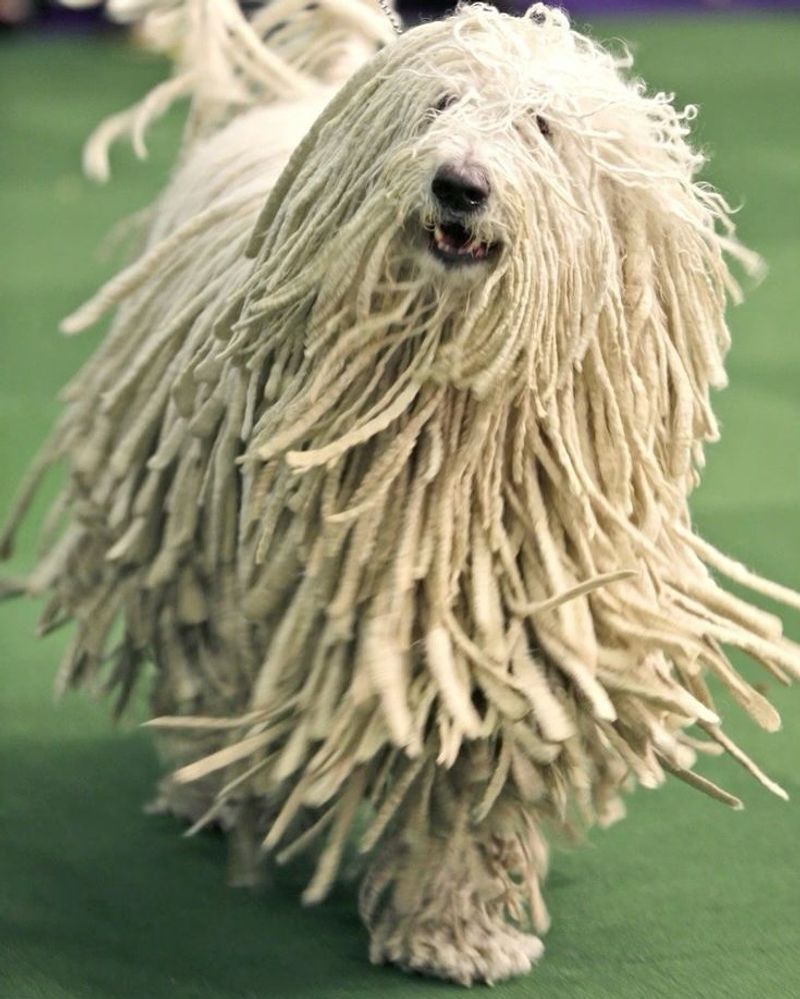 Komondor
