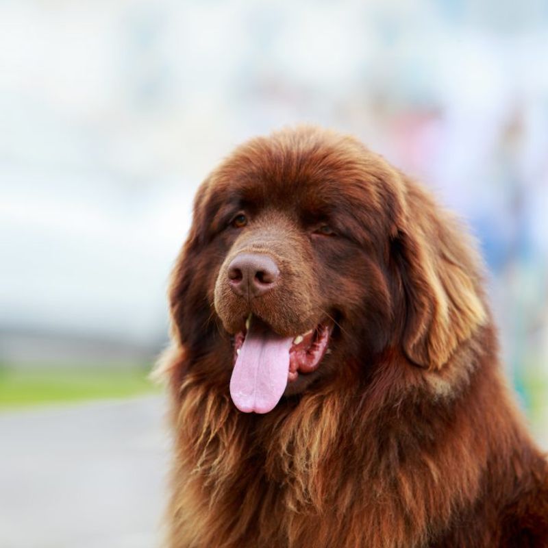 Newfoundland