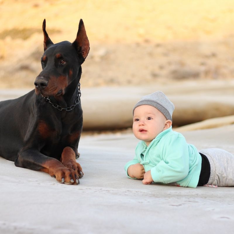 Doberman Pinscher