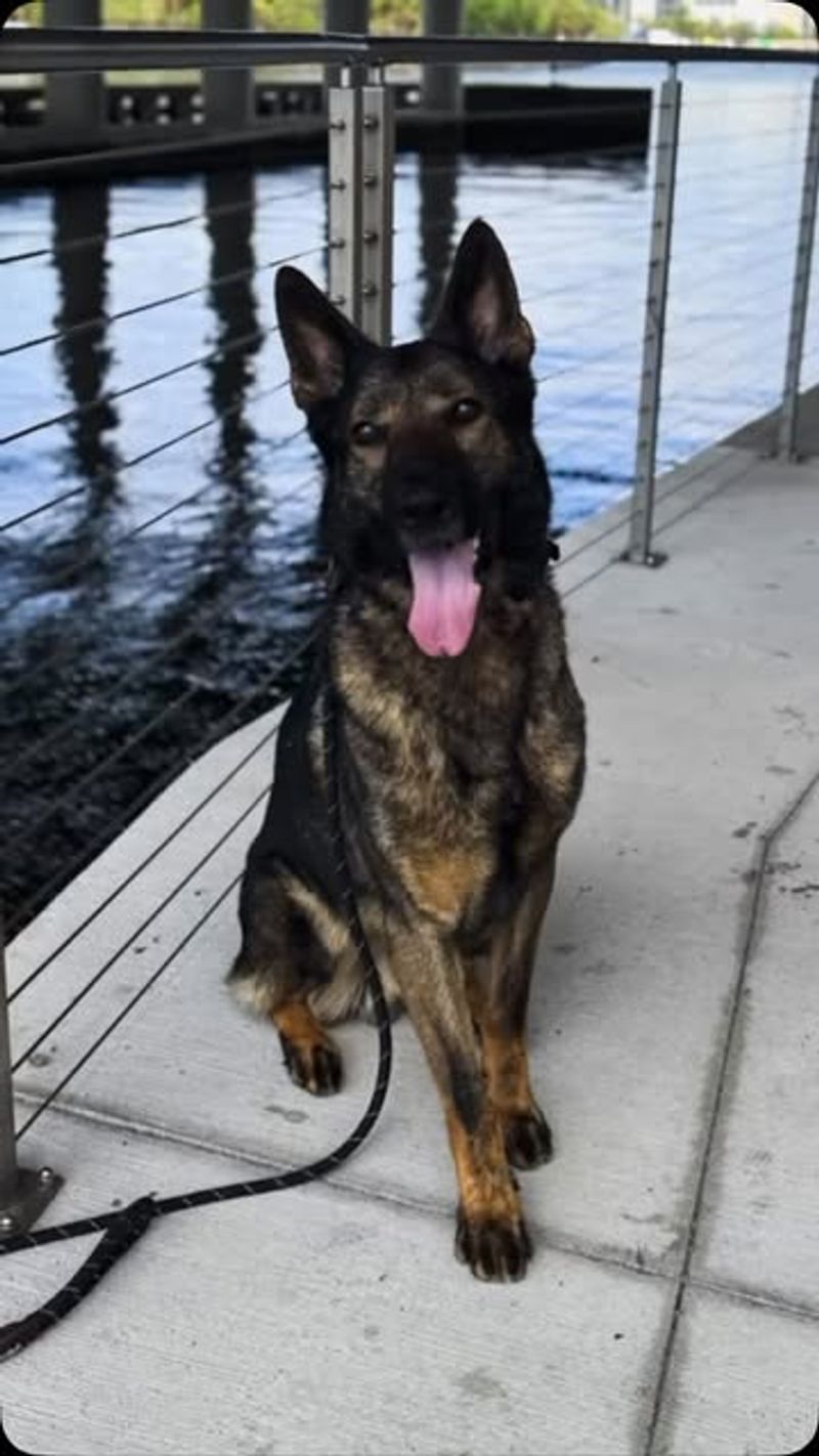 German Shepherd